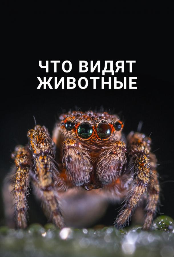 Что видят животные